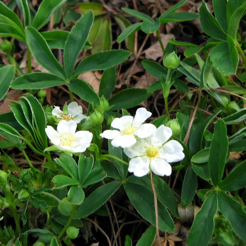 Лапчатка белая (корень)