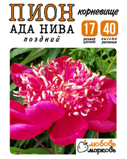 Пион Корневище, Ада Нива, 1-3почки, 1шт (Любовь Морковь)