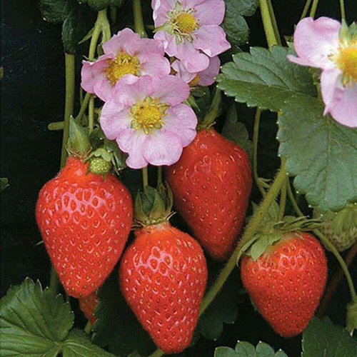 Мерлан F1 ремонтантная, с крупными нежно-розовыми цветками