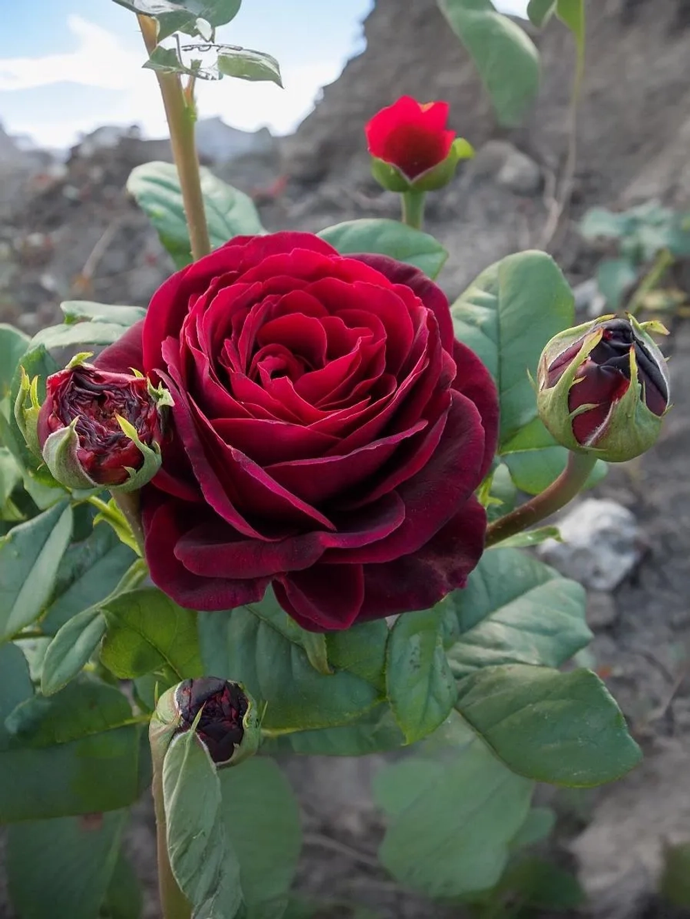 Роза чайно-гибридная Графиня Диана