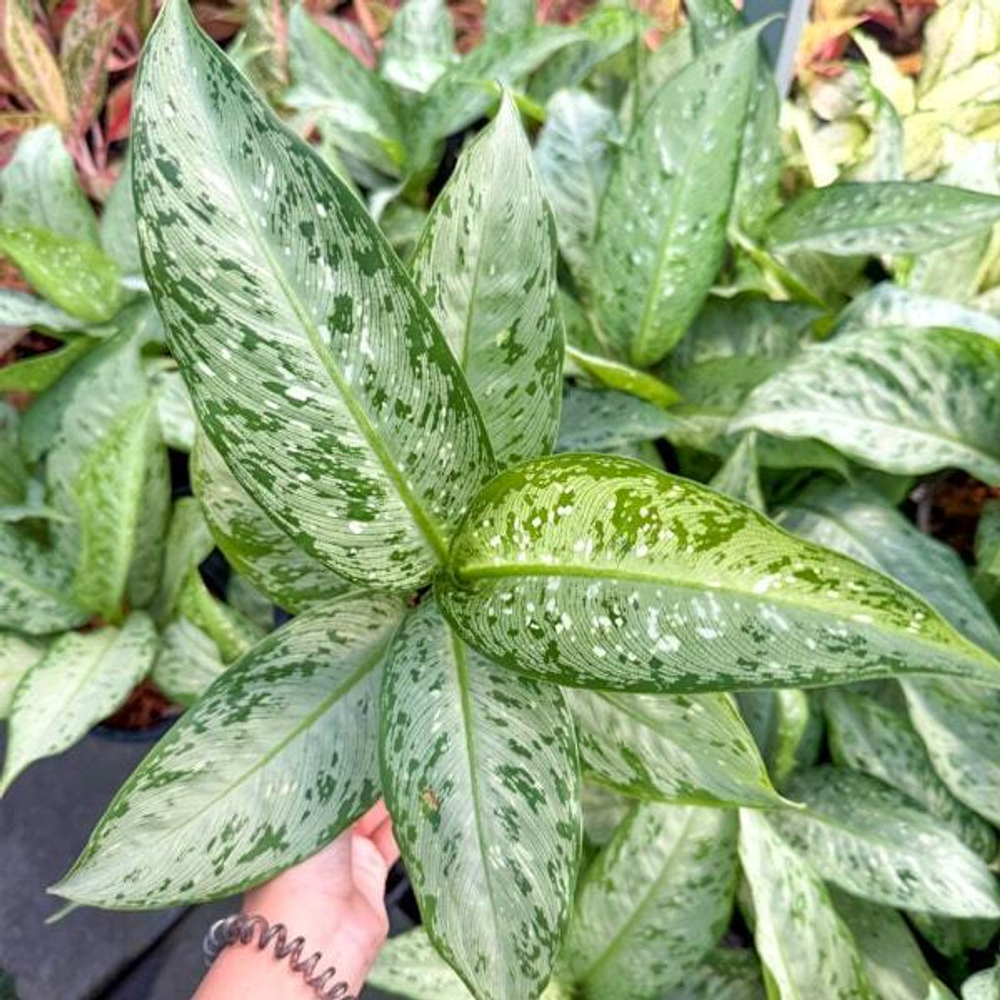 Диффенбахия ABU HASSAN