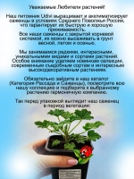 Пеларгония Оранж Фицц аромат апельсиновых леденцов