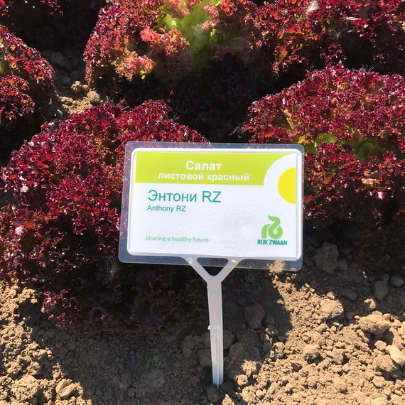 ЭНТОНИ семена салата Rijk Zwaan отзывы – фото 5