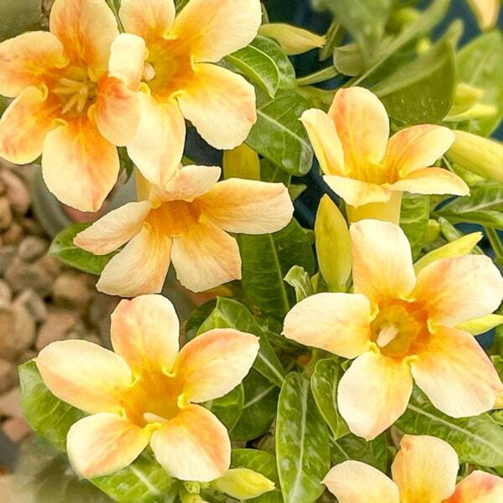 Адениум THONG JAO KHUN