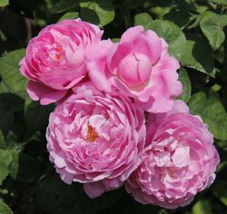 Мэри Роз (Mary Rose)