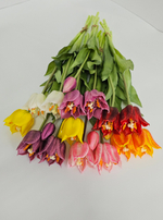 Тюльпаны лилиецветные / Арт 2527