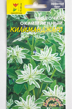 Молочай Килиманджаро 0,2 г СМЦ-36