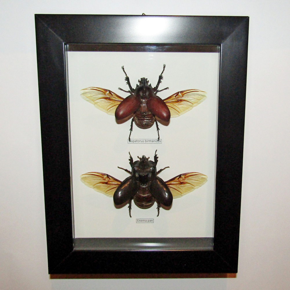 Жуки Носороги в рамке