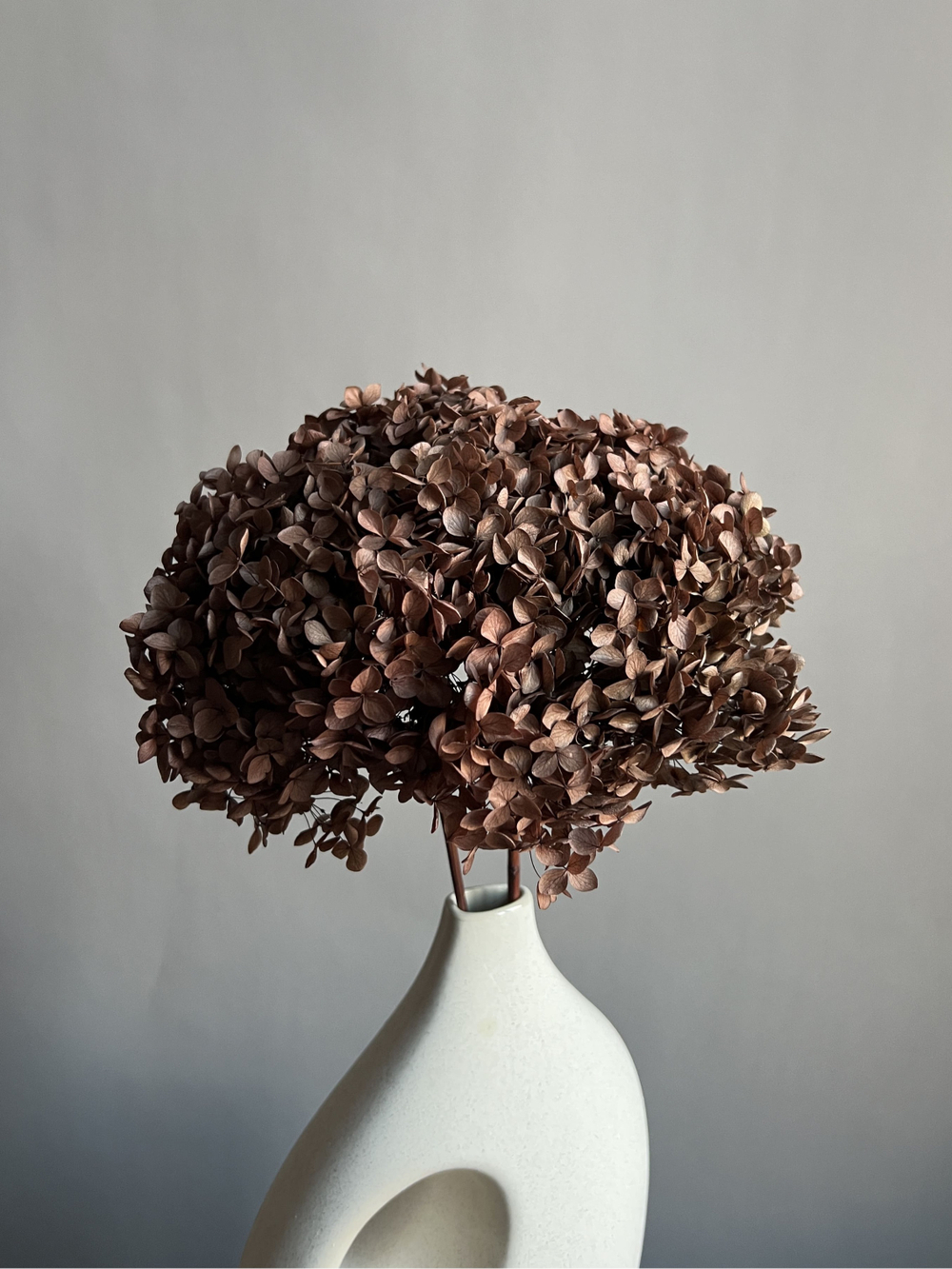 Гортензия стабилизированная коричневая