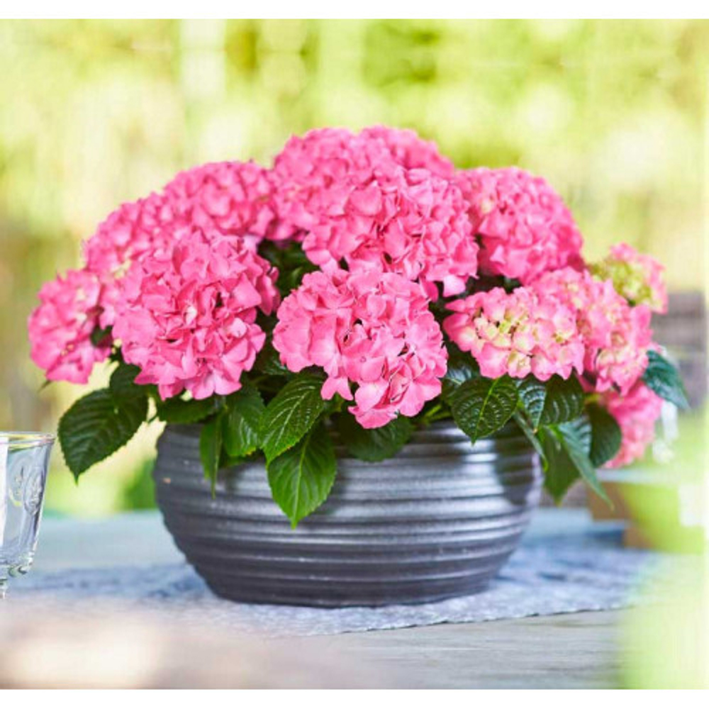 «Таблетензия пинк» («Tabletensia Pink») С7.5