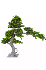 Бонсай 217 см