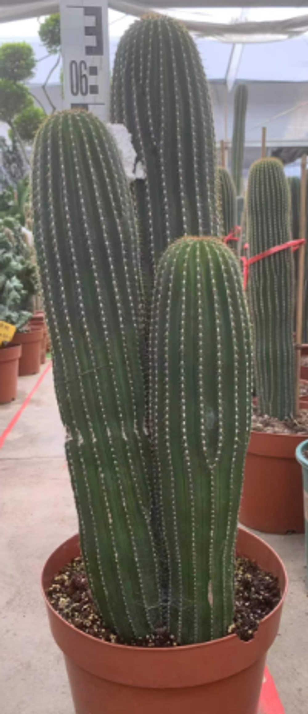 Кактус высокий super 100 см. д 25