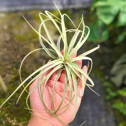 Тилландсия Hedi Gulz (exserta x streptophylla)