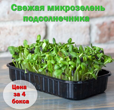 Свежая микрозелень подсолнечника / 4 бокса / суперфуд