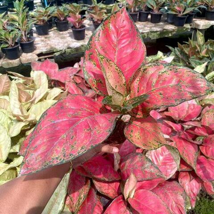 Аглаонема RED VENUS