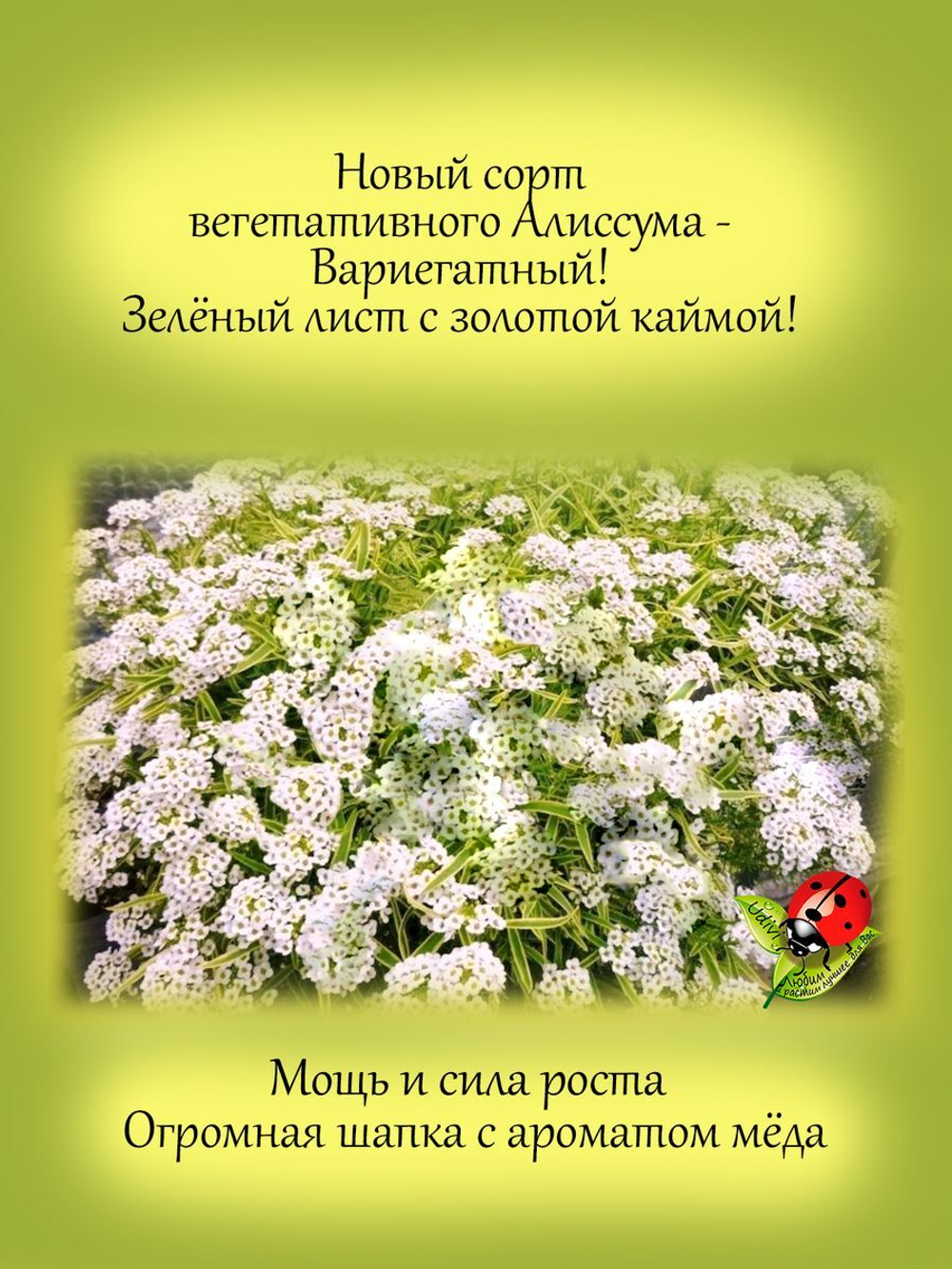 Алиссум Примавера принцесс вариегатный вегетативный