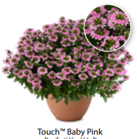 ЕВРО Сцевола Baby Pink ОКС укорененный черенок 15-20 февраля