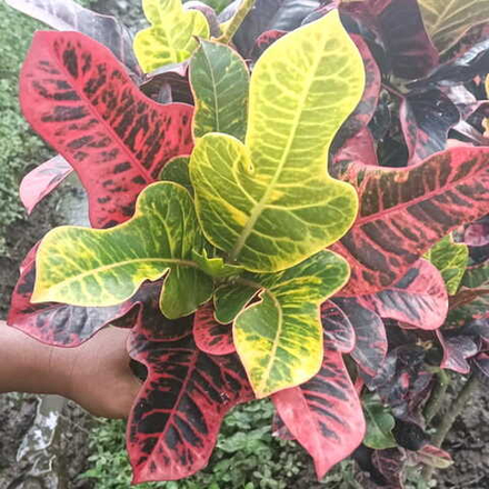 Кротон MACAN KERAH