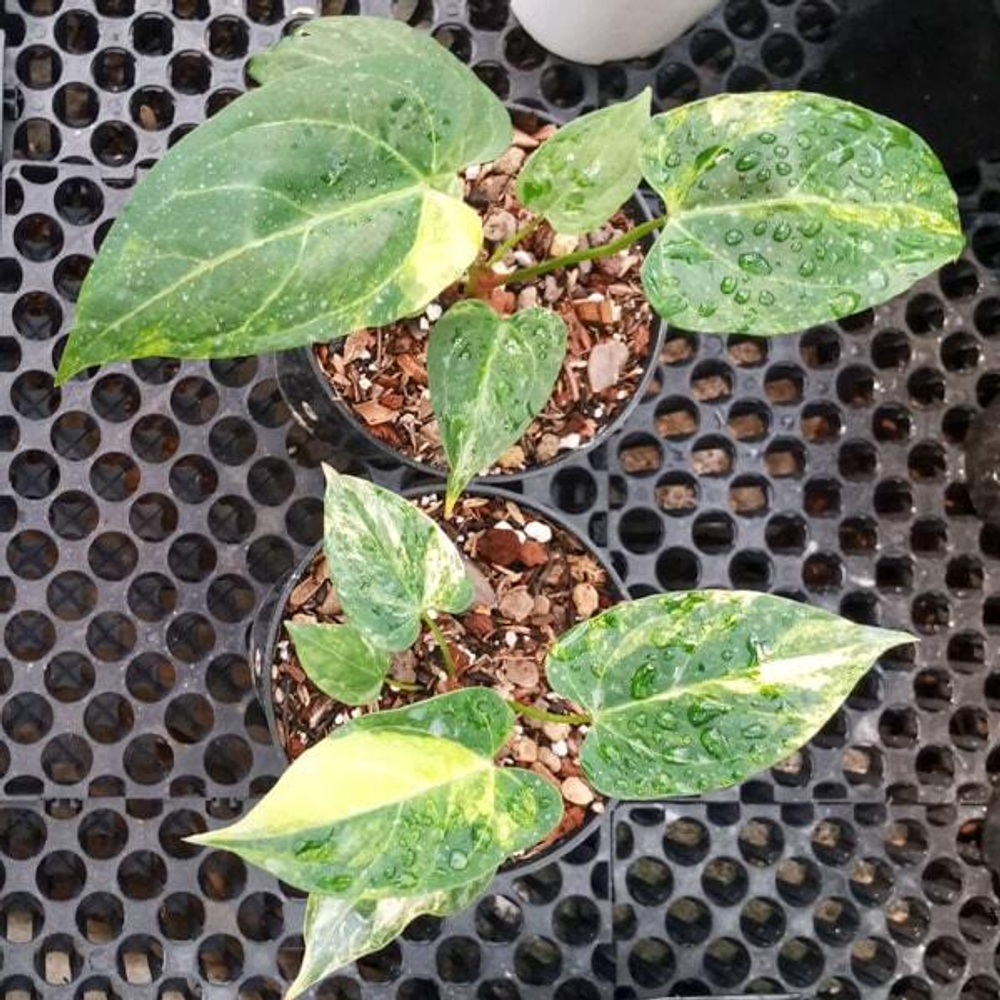 Антуриум MAGNA x PORTILLAE