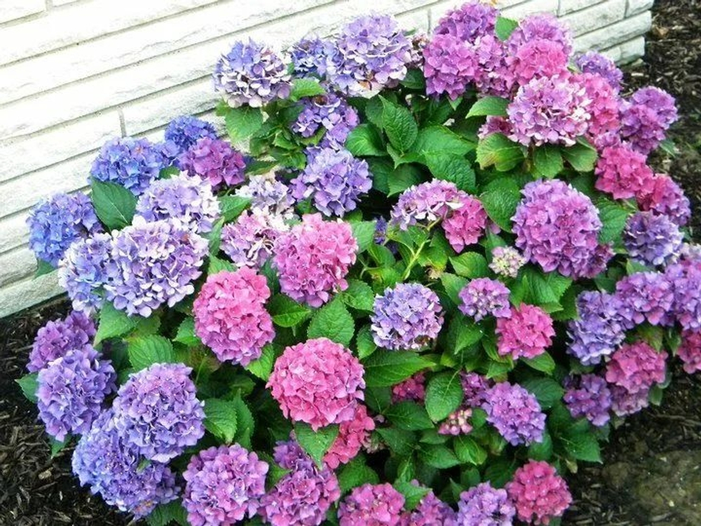 Engless Sammer Original/ Бесконечное лето (Стандарт поставки Р9)2025г.