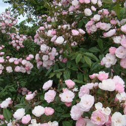 Роза Дантей-де-Малин С7 Закупка М57 июнь 2026