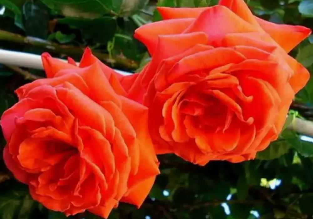 Роза плетистая Салита ОКС конец апреля -май 2026