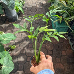 Монстера SUBPINNATA