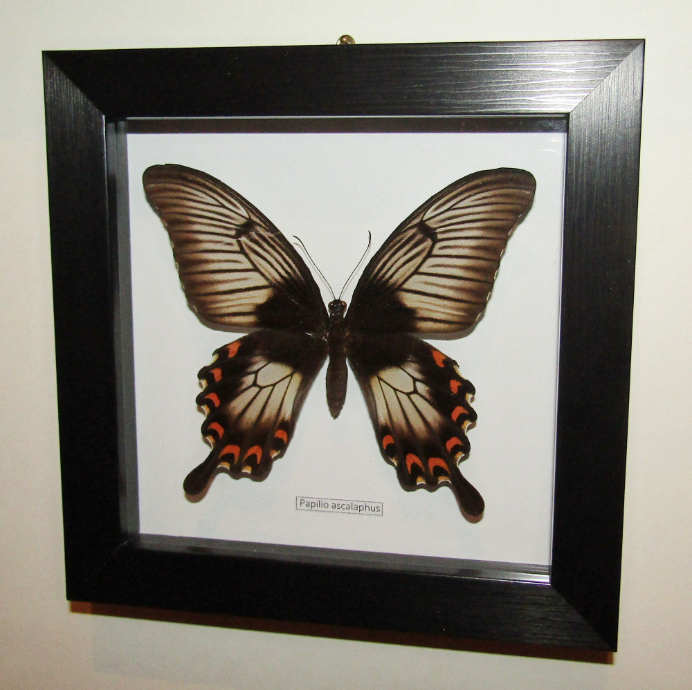 Бабочка Papilio ascalaphus самка в рамке