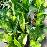 Диффенбахия SEDTHEE WILSON