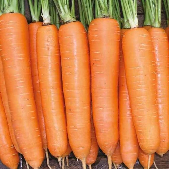 ЭЛЕГАНС F1 семена моркови Nunhems цена