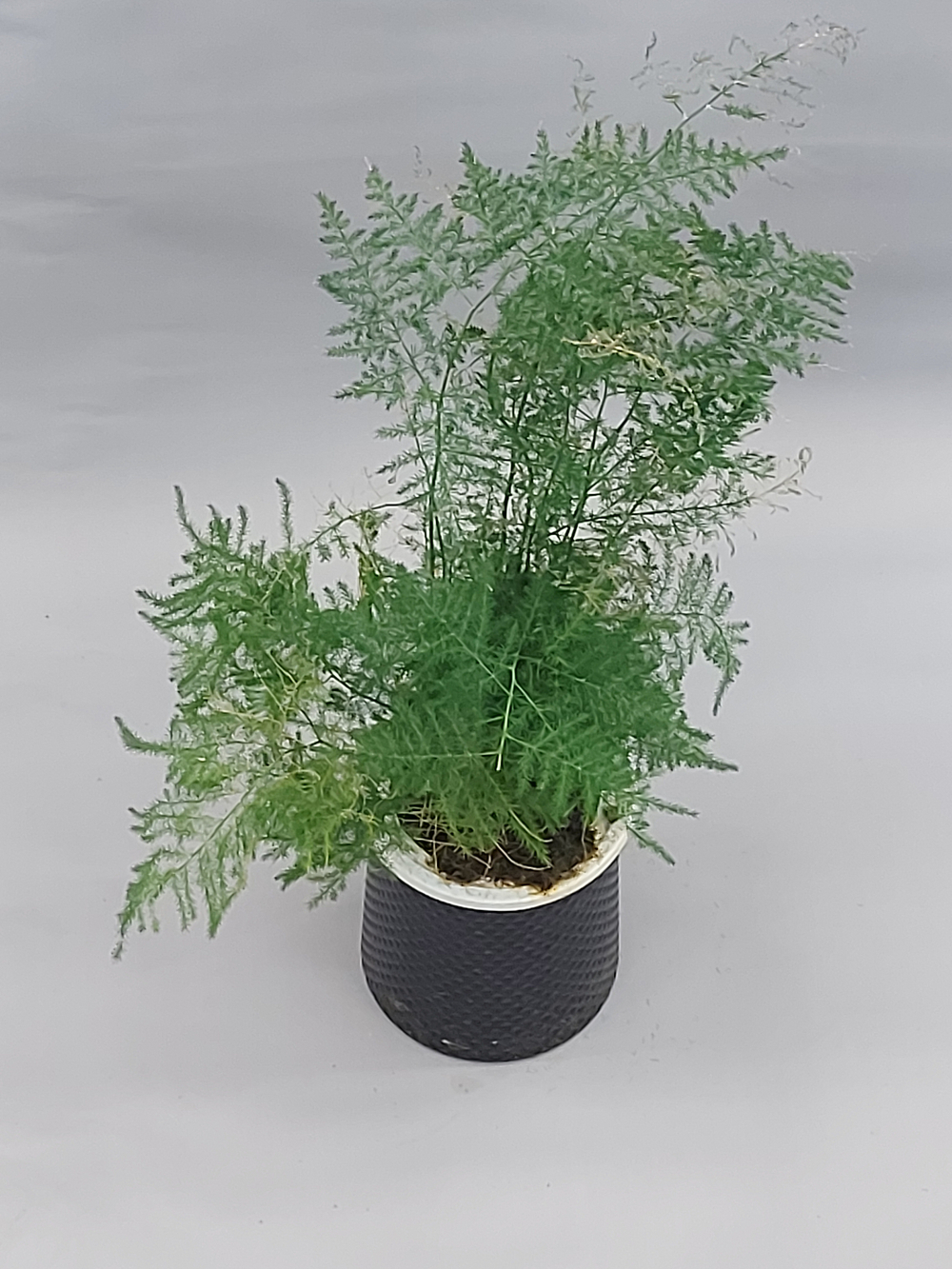 Аспарагус микс на гидропонике 11/28