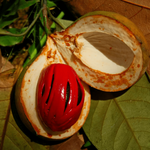 Мускатный орех эфирное масло (Индия)