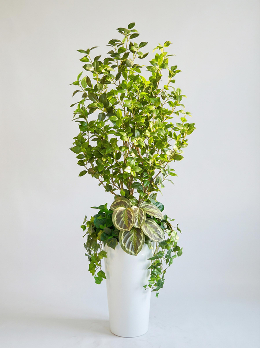 Бересклет с марантой в высоком белом кашпо