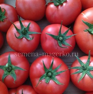 Томат Мануза F1 (1000 семян)