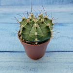 Gymnocalycium Friedrichii (Гимнокалициум)