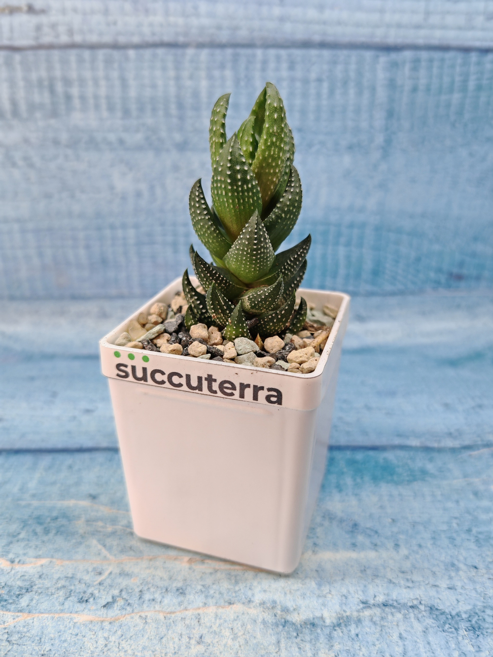 Haworthia Reinwardtii (Хавортия)