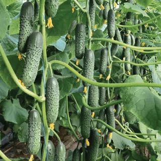 Огурец Северин F1 50 (семян)