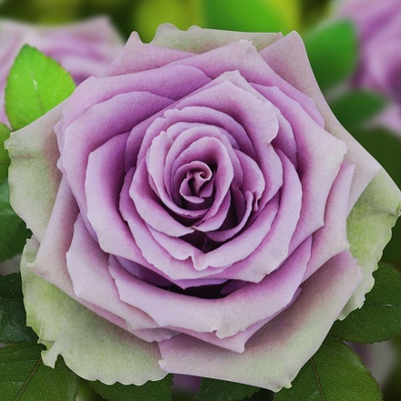 Роза чайно-гибридная Tiara