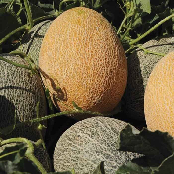 КАРРЕРА F1 семена дыни (Nunhems | Alexagro) – фото 3