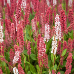 Горец родственный Кабоутер С2