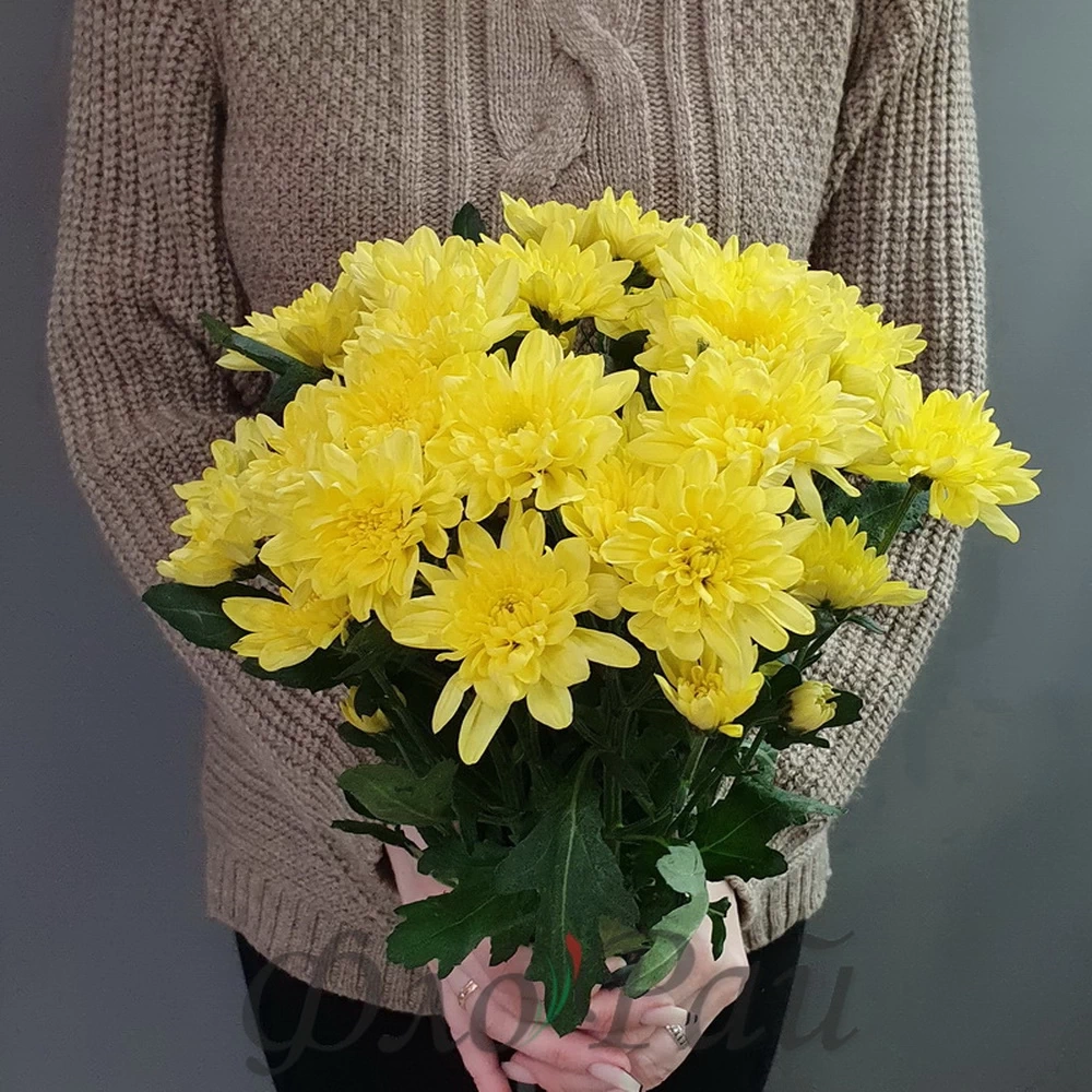 Хризантема кустовая