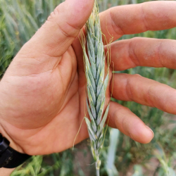 Ассирийская Рожь - Triticum Polonicum