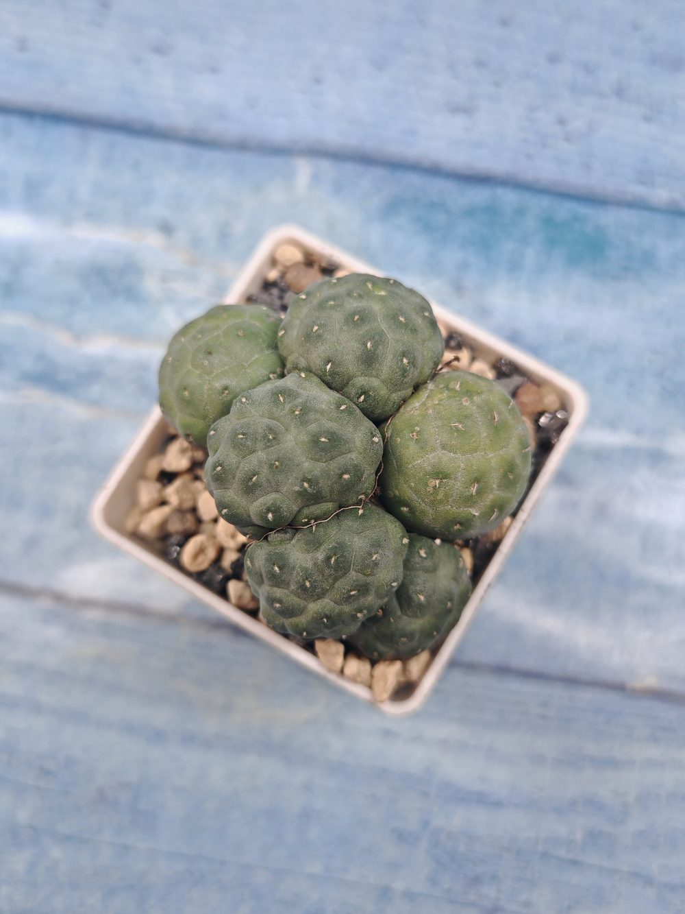 Puna Bonnieae Inermis (Пуна)