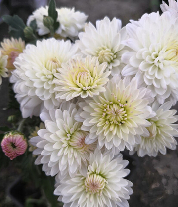 Хризантема шаровидная № 110