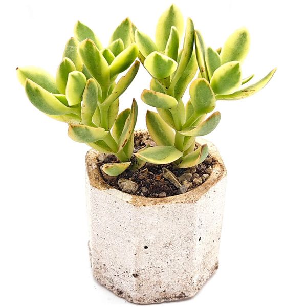 Суккулент Крассула Дежекта вариегата