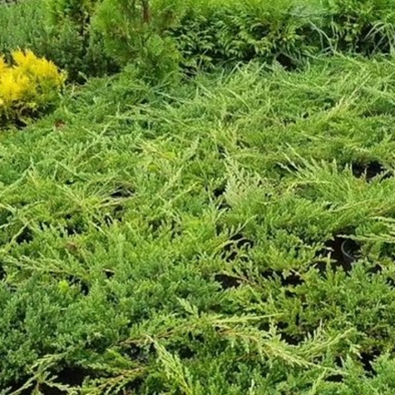 Можжевельник горизонтальный Принц Уэльский (Prince of Wales) р9 август 2026 г.