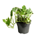 Эпипремнум N'Joy