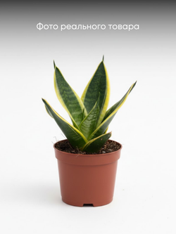 Сансевиерия Single Head Lotus Orc