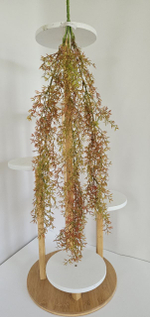 Рипсалис / Арт 4439