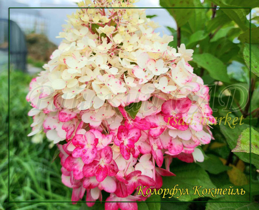 Гортензия метельчатая Колорфул Коктейль- Красочный коктейль (Hydrangea paniculata `Colourful Cocktail `)